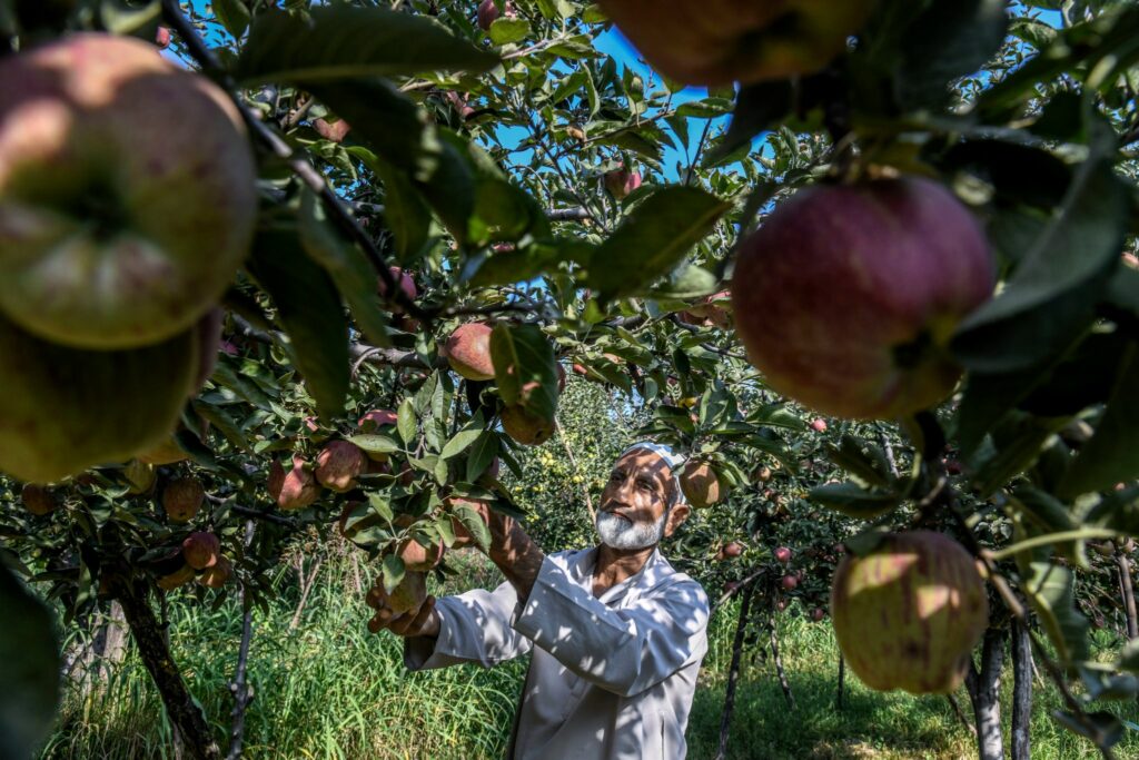 Gh Mohiuddin Mir, 65, at his apple farm in Budgam, worries that if the Kashmir crisis is not resolved by harvest time he will be financially devastated. Photo by Atul Loke for NY Times