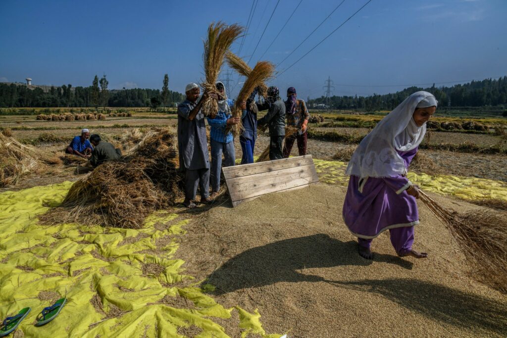 Paddy harvesting in central Kashmir this month. Photo by Atul Loke for NY Times