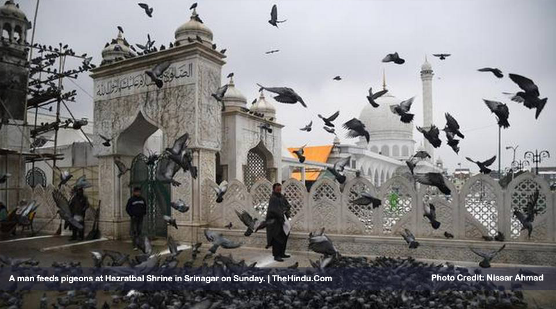 A man feeds pigeons at Hazratbal Shrine in Srinagar on Sunday.