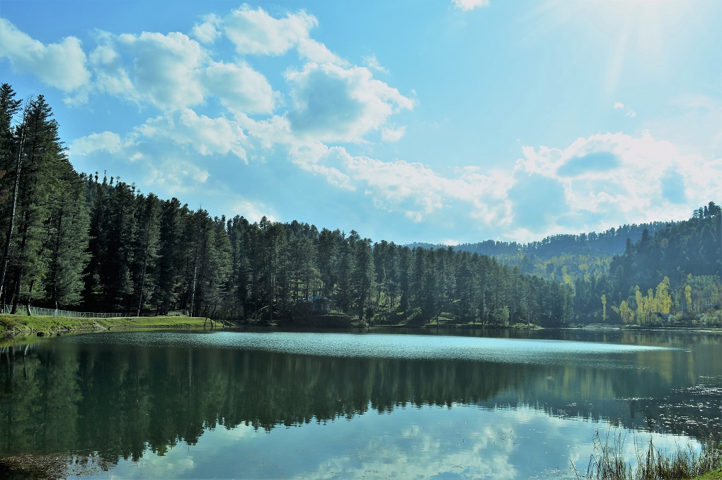 Kashmir’s forests are known for their conifer varieties [image by: Athar Parvaiz]