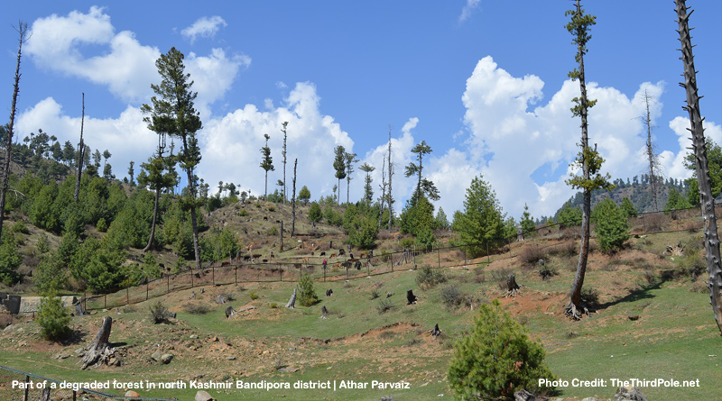 Part of a degraded forest in north Kashmir’s Bandipora district [image by: Athar Parvaiz